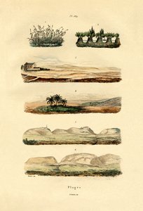 Côte, 1833-39 - French School